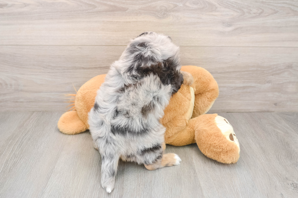 Sweet Mini Aussiedoodle Baby