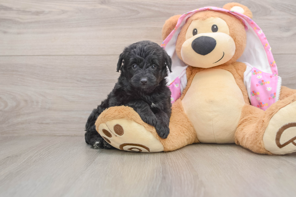 Mini Aussiedoodle Puppy for Adoption