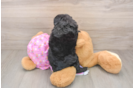Friendly Mini Aussiedoodle Baby