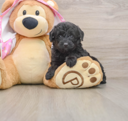 8 week old Mini Aussiedoodle Puppy For Sale - Florida Fur Babies