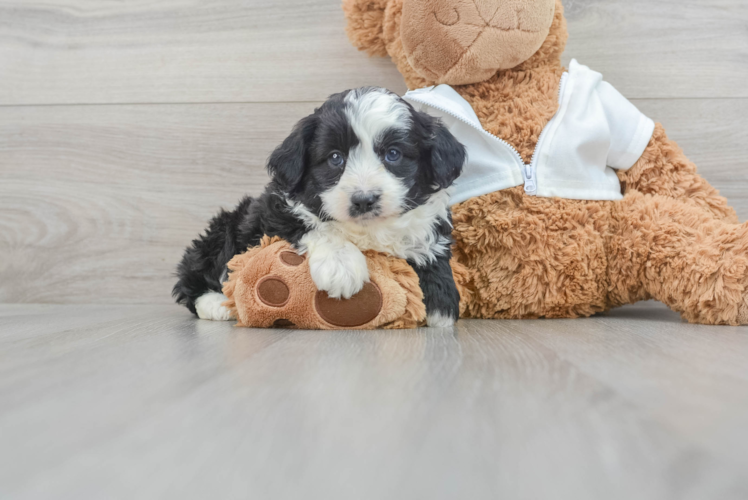 Mini Aussiedoodle Puppy for Adoption