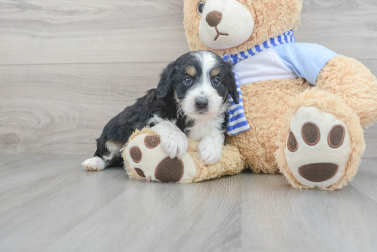 Hypoallergenic Aussiepoo Poodle Mix Puppy