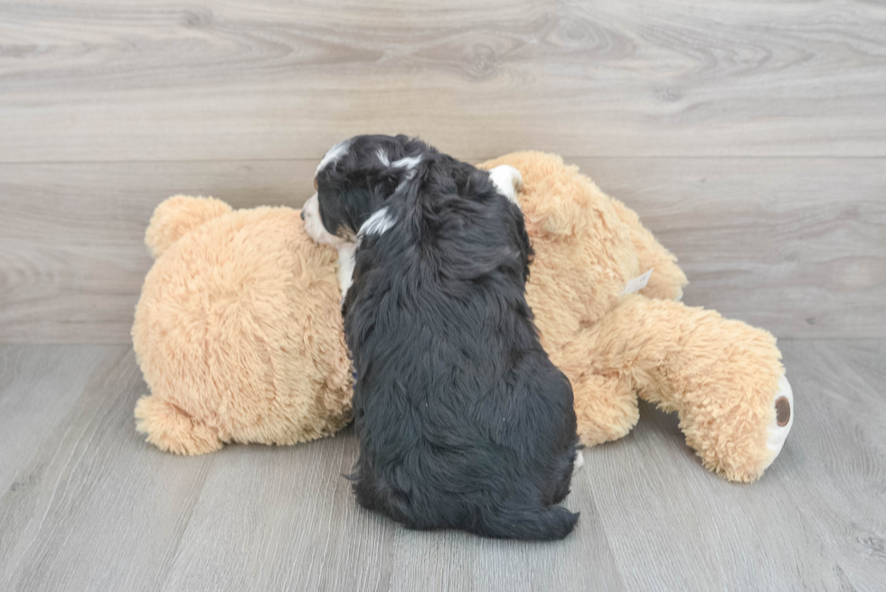 Playful Aussiepoo Poodle Mix Puppy