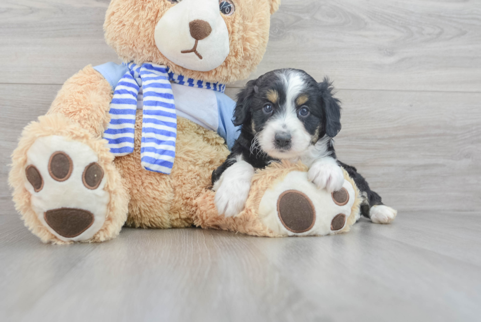 Mini Aussiedoodle Pup Being Cute