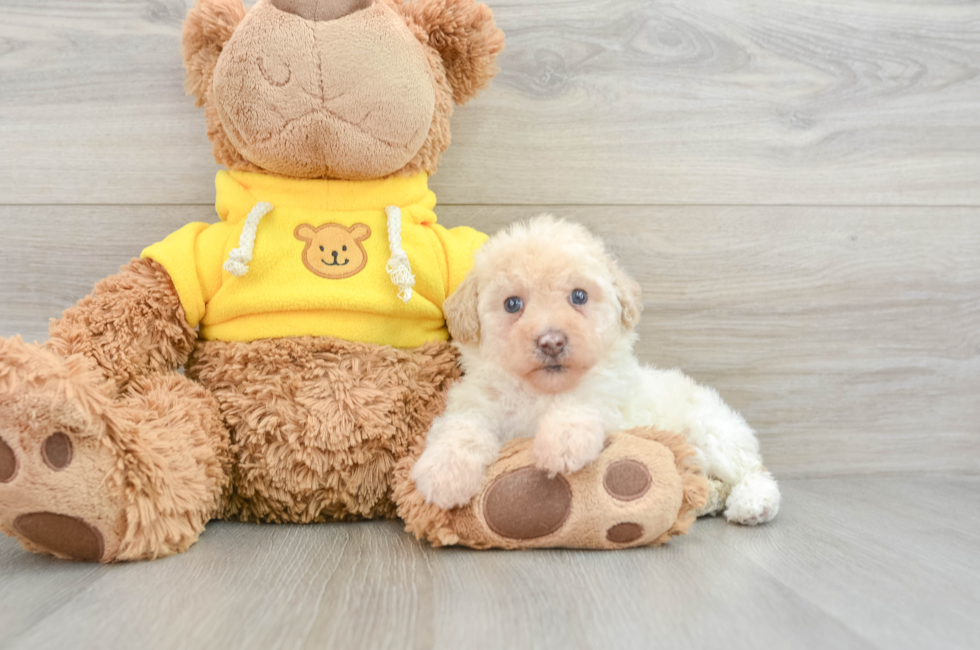 7 week old Mini Aussiedoodle Puppy For Sale - Florida Fur Babies