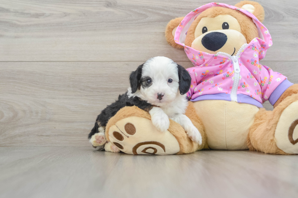 6 week old Mini Aussiedoodle Puppy For Sale - Florida Fur Babies