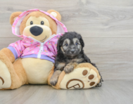7 week old Mini Aussiedoodle Puppy For Sale - Florida Fur Babies