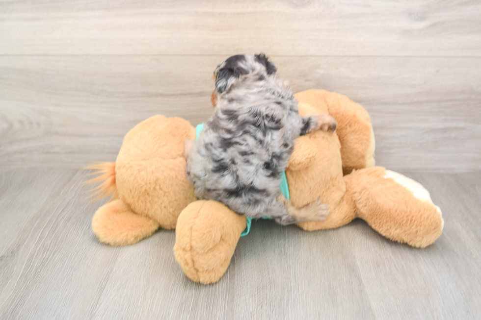 Best Mini Aussiedoodle Baby