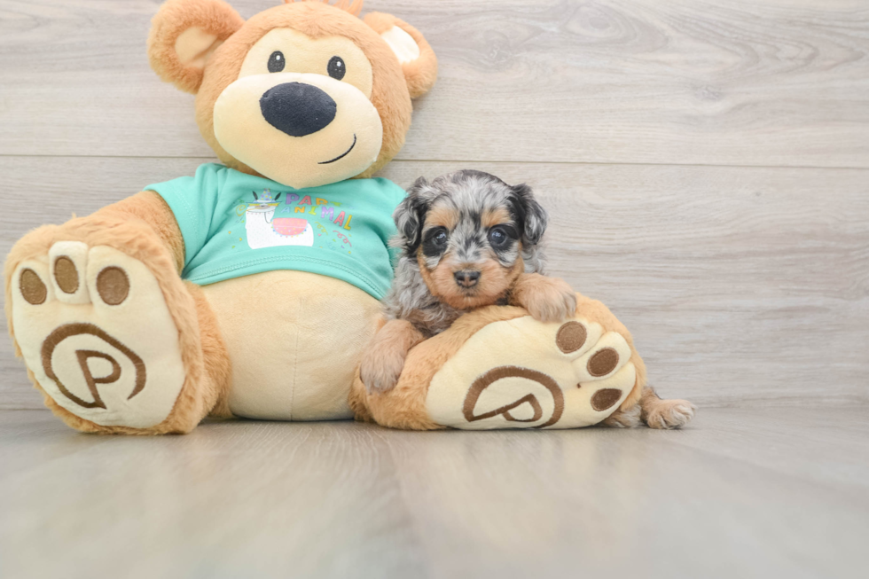 Mini Aussiedoodle Pup Being Cute