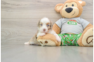 Mini Aussiedoodle Pup Being Cute
