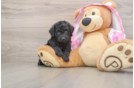 Mini Aussiedoodle Puppy for Adoption