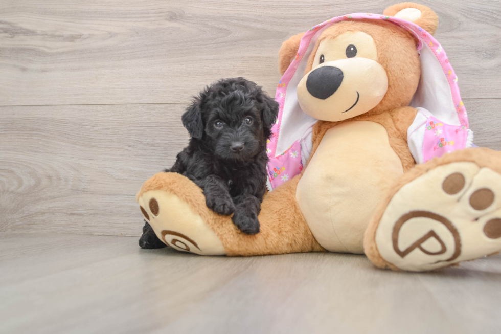 Mini Aussiedoodle Puppy for Adoption