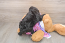 Mini Aussiedoodle Puppy for Adoption