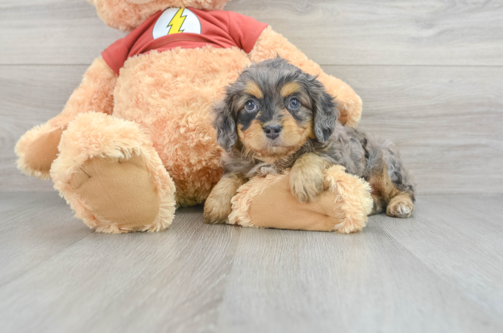 6 week old Mini Aussiedoodle Puppy For Sale - Florida Fur Babies
