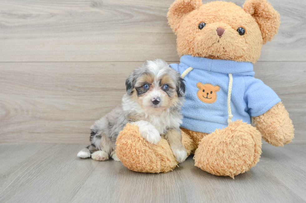 6 week old Mini Aussiedoodle Puppy For Sale - Florida Fur Babies