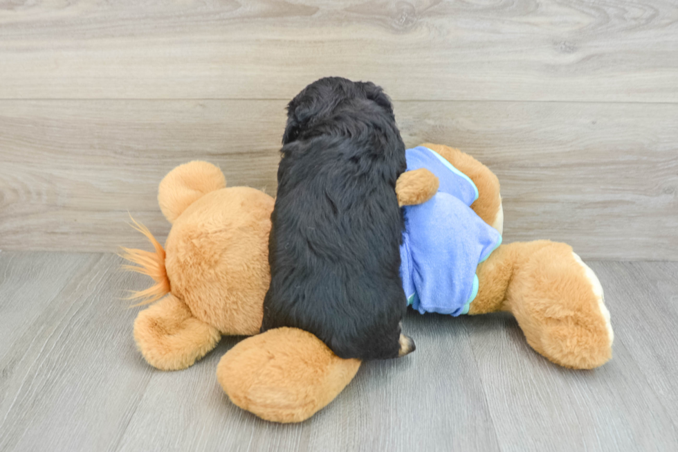 Petite Mini Aussiedoodle Poodle Mix Pup