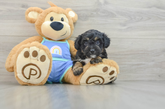 Mini Aussiedoodle Pup Being Cute