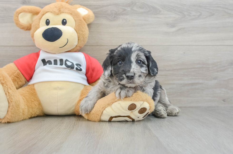 6 week old Mini Aussiedoodle Puppy For Sale - Florida Fur Babies