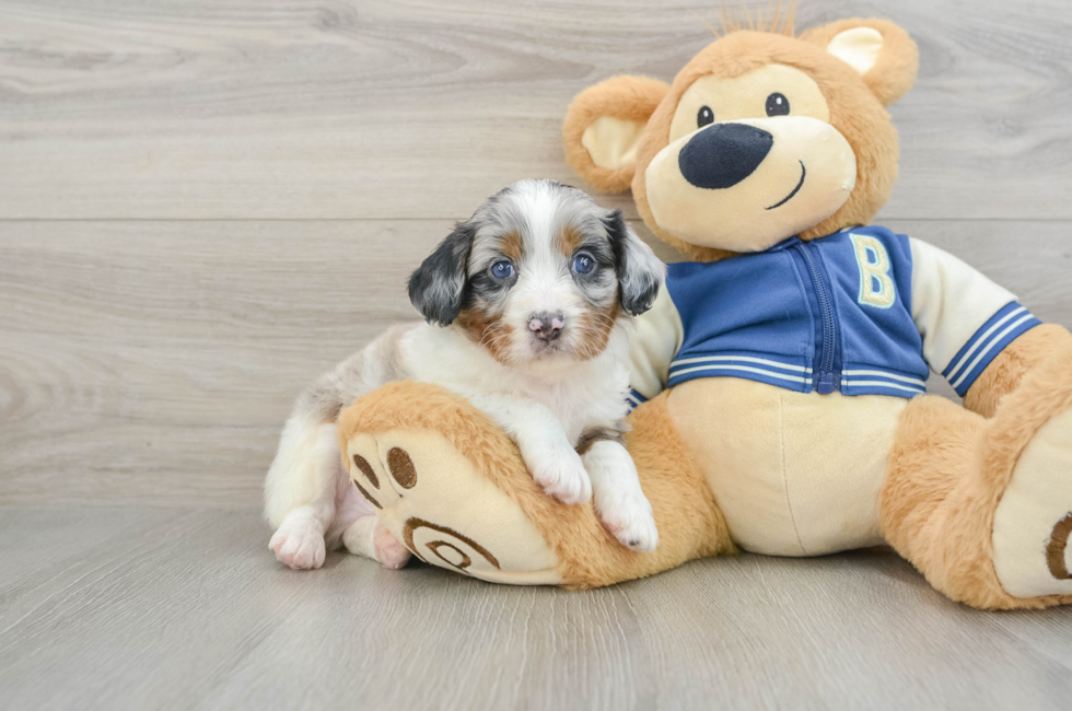 5 week old Mini Aussiedoodle Puppy For Sale - Florida Fur Babies