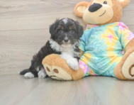 7 week old Mini Aussiedoodle Puppy For Sale - Florida Fur Babies