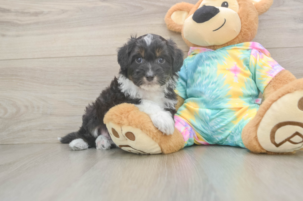 6 week old Mini Aussiedoodle Puppy For Sale - Florida Fur Babies