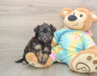 6 week old Mini Aussiedoodle Puppy For Sale - Florida Fur Babies