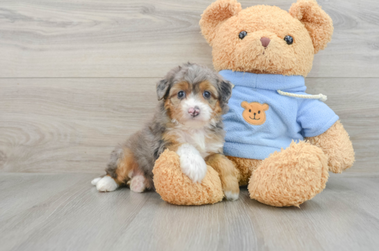 Sweet Mini Aussiedoodle Baby