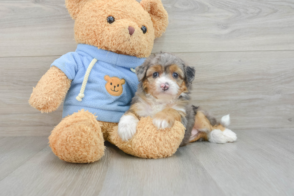 Playful Mini Aussiepoodle Poodle Mix Puppy