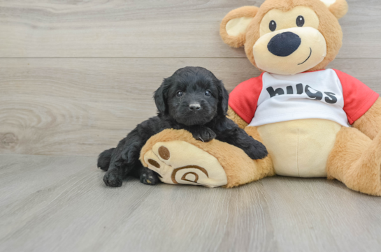 Playful Mini Aussiepoodle Poodle Mix Puppy