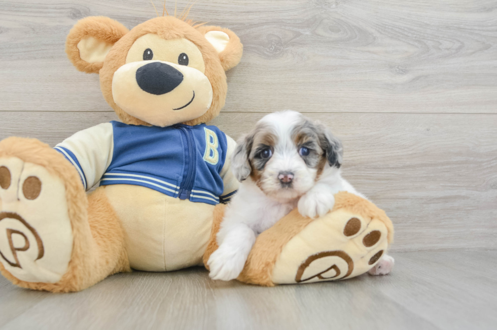 5 week old Mini Aussiedoodle Puppy For Sale - Florida Fur Babies