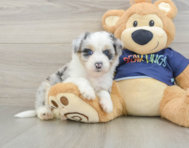 9 week old Mini Aussiedoodle Puppy For Sale - Florida Fur Babies