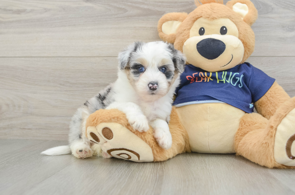 5 week old Mini Aussiedoodle Puppy For Sale - Florida Fur Babies