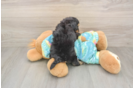 Best Mini Aussiedoodle Baby