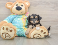 6 week old Mini Aussiedoodle Puppy For Sale - Florida Fur Babies