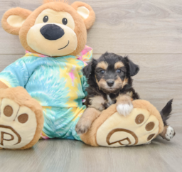 13 week old Mini Aussiedoodle Puppy For Sale - Florida Fur Babies