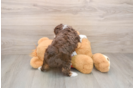 Hypoallergenic Aussiepoo Poodle Mix Puppy