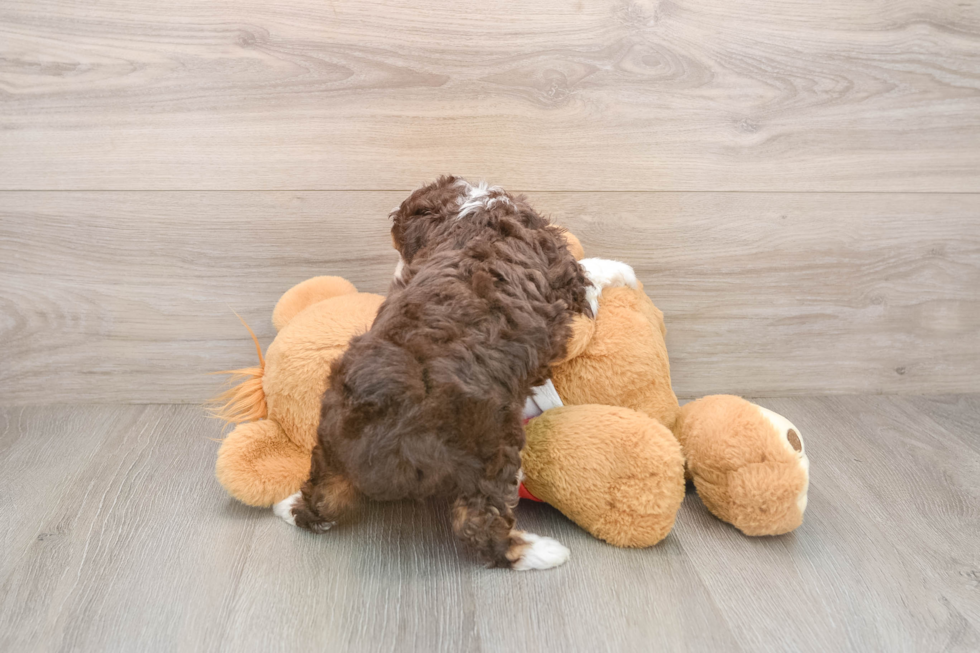 Hypoallergenic Aussiepoo Poodle Mix Puppy