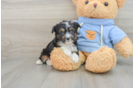 Adorable Mini Australian Shepherd X Poodle Mix Poodle Mix Puppy