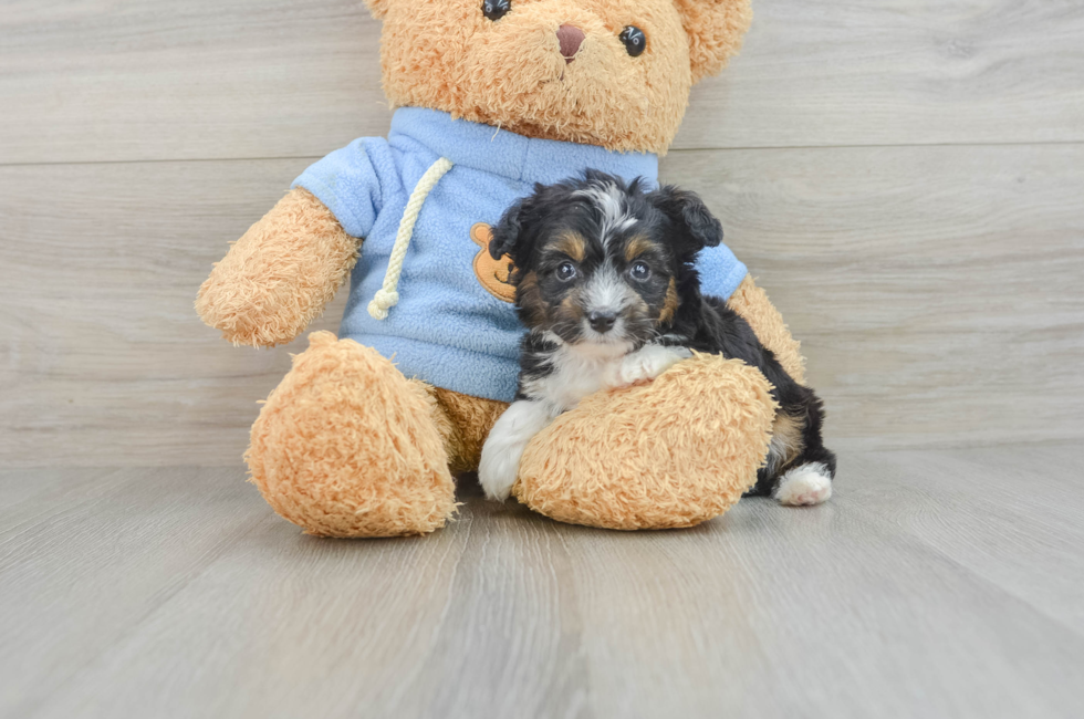 7 week old Mini Aussiedoodle Puppy For Sale - Florida Fur Babies