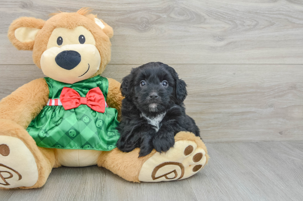 6 week old Mini Aussiedoodle Puppy For Sale - Florida Fur Babies