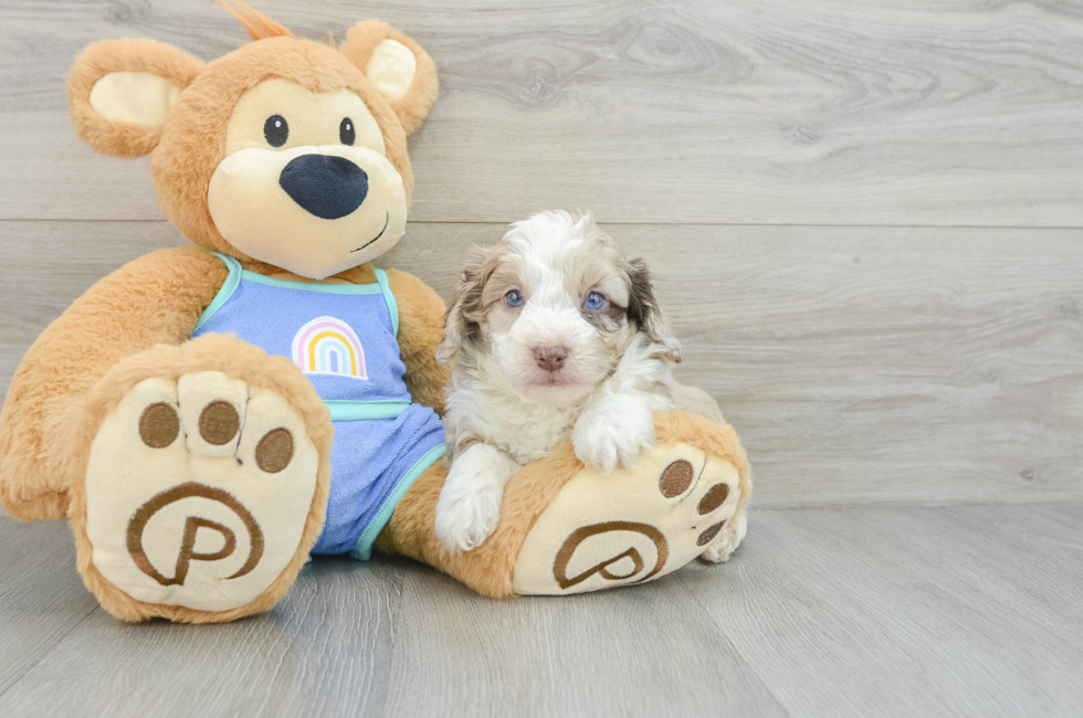 6 week old Mini Aussiedoodle Puppy For Sale - Florida Fur Babies