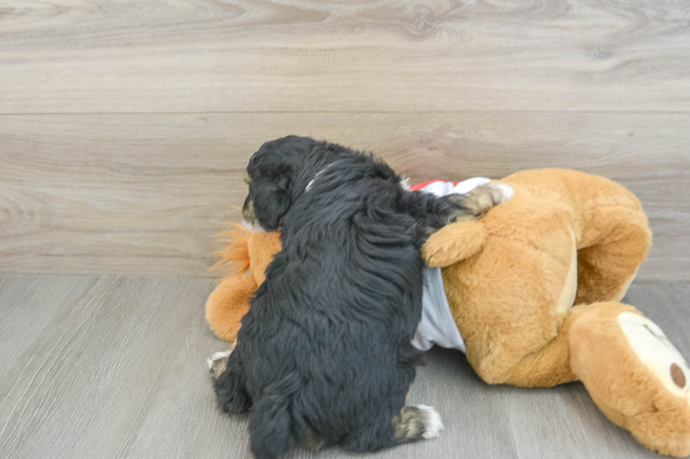 Best Mini Aussiedoodle Baby