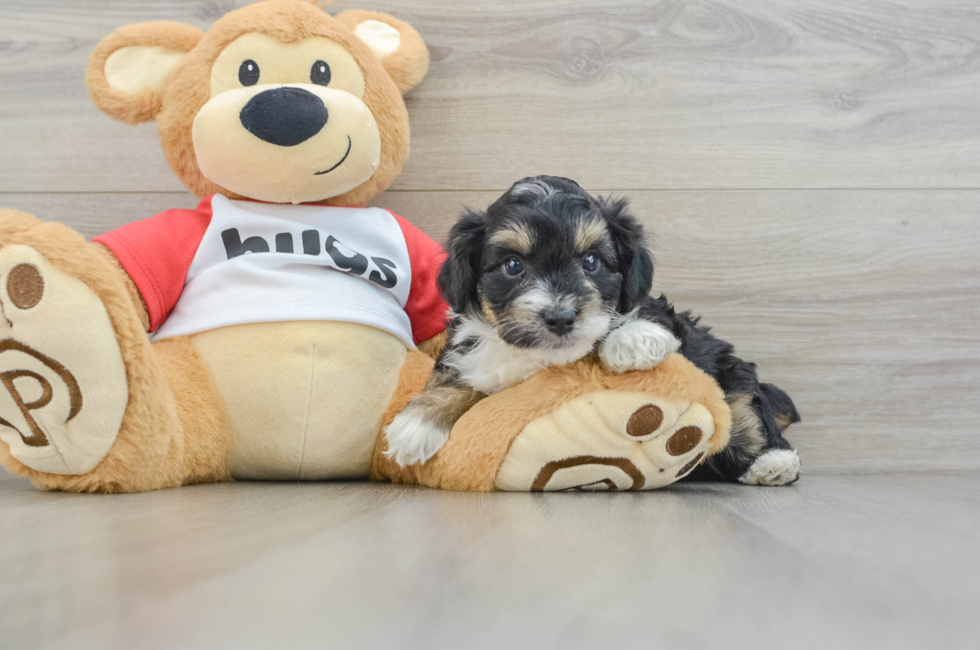 6 week old Mini Aussiedoodle Puppy For Sale - Florida Fur Babies