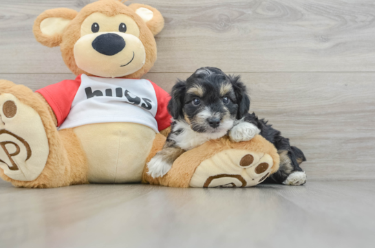 Little Mini Aussiepoo Poodle Mix Puppy