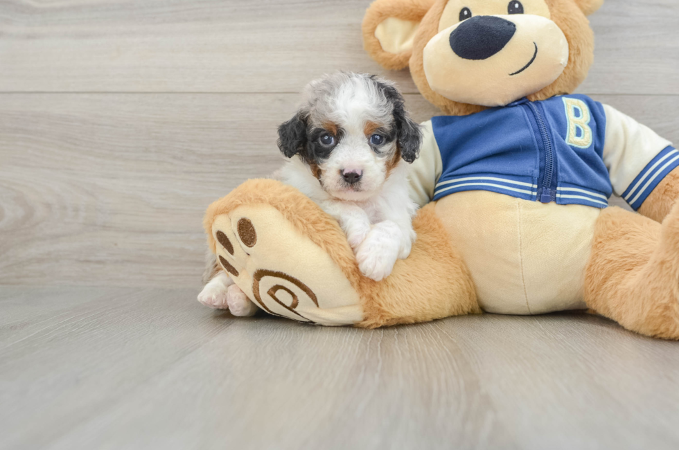 5 week old Mini Aussiedoodle Puppy For Sale - Florida Fur Babies