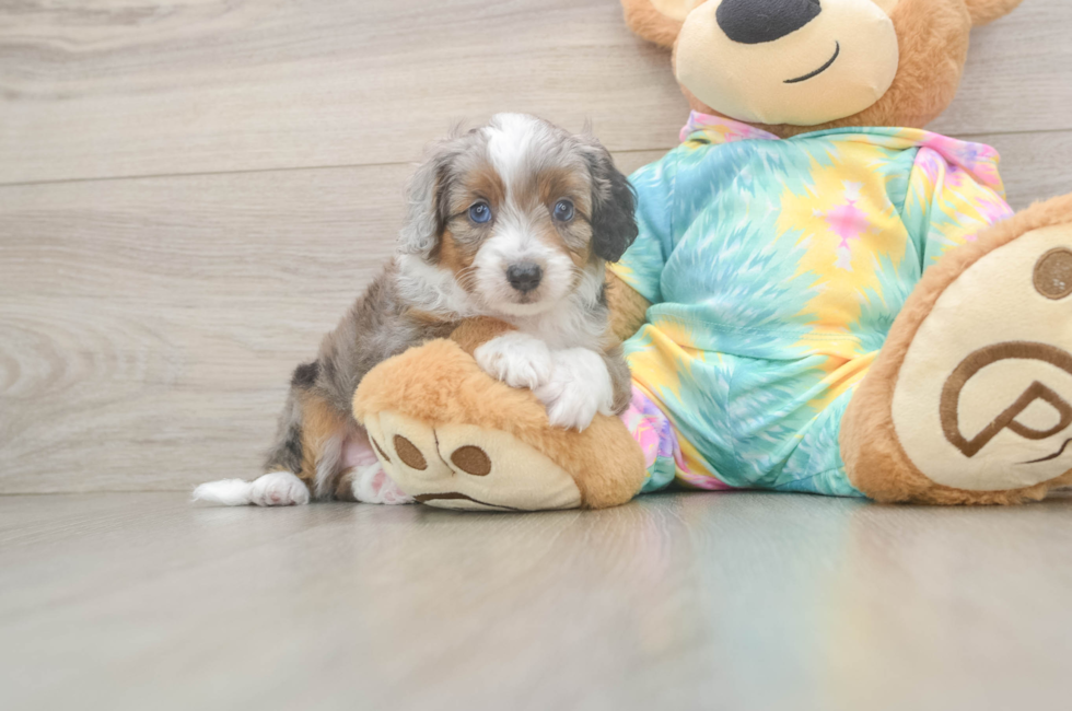 6 week old Mini Aussiedoodle Puppy For Sale - Florida Fur Babies
