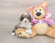 6 week old Mini Aussiedoodle Puppy For Sale - Florida Fur Babies