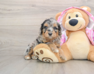 6 week old Mini Aussiedoodle Puppy For Sale - Florida Fur Babies