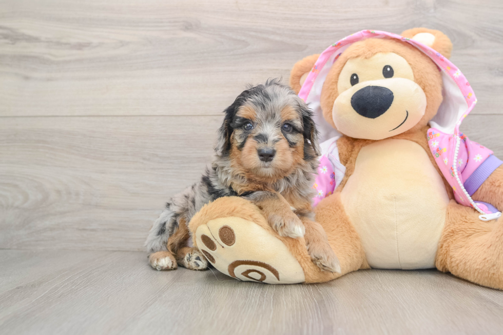 Popular Mini Aussiedoodle Poodle Mix Pup