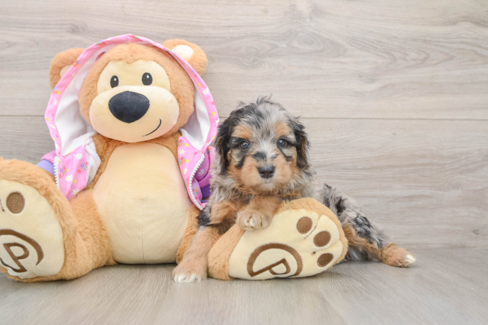 Best Mini Aussiedoodle Baby